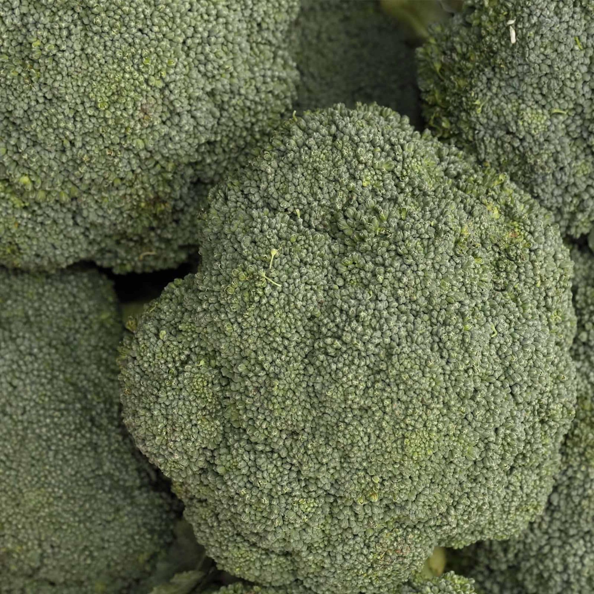 Amazon.com : Kitazawa Seed Co Destiny Hybrid Broccoli Seeds ~1000